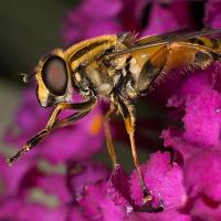 Hoverfly - Helophilus pendulus 